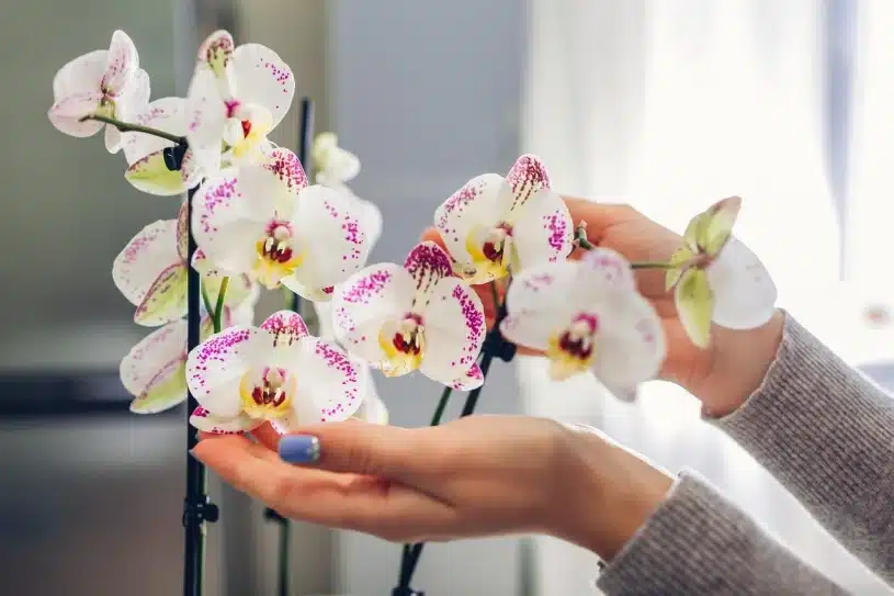 Vložte to do květináče s vadnoucí orchidejí. Uvidíte, jak rozkvete spousta květů.