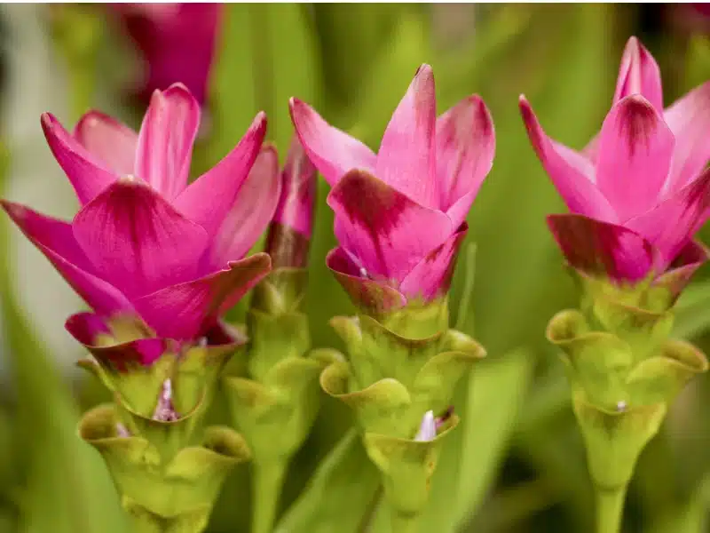 Tato rostlina ve tvaru papouška promění váš parapet v tropický ráj.