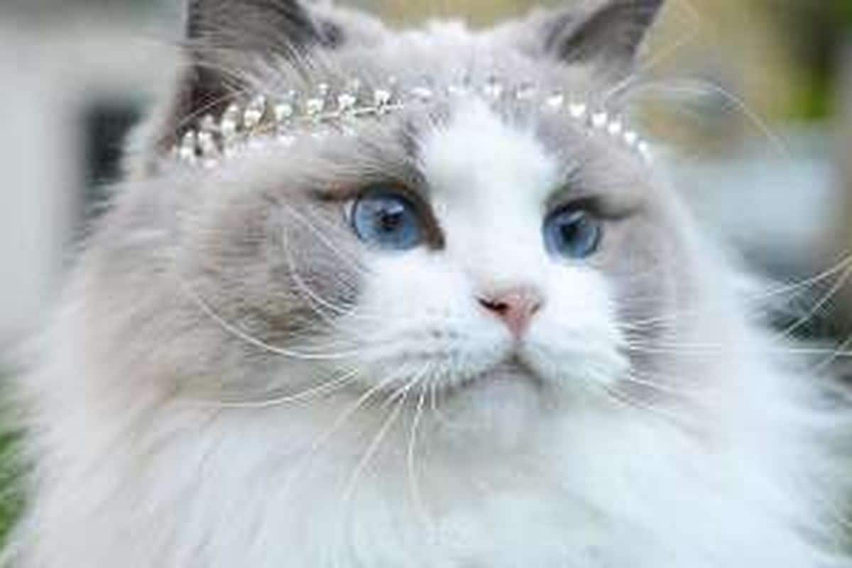 Kočky jsou dokonalá stvoření: evoluční biolog vysvětluje, jak toho dosáhly.