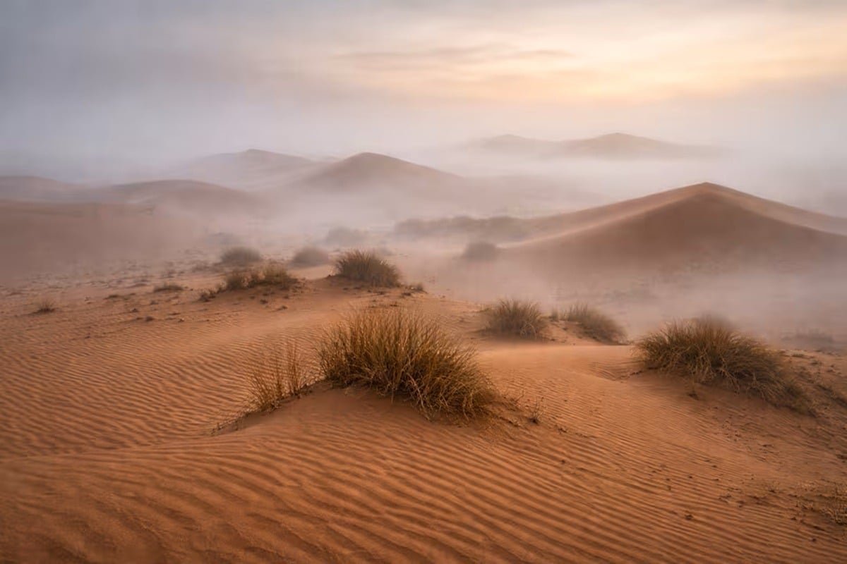 Teplota v Saharě dosáhla 70 °C, zahynuly miliardy stromů a pouze jedna metoda zabránila vyhynutí života v poušti.