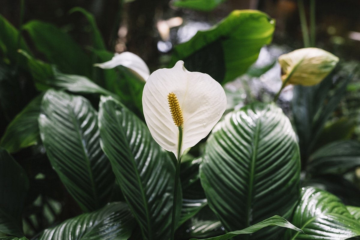 Spathiphyllum nekvete? Možná je to kvůli jedné věci.