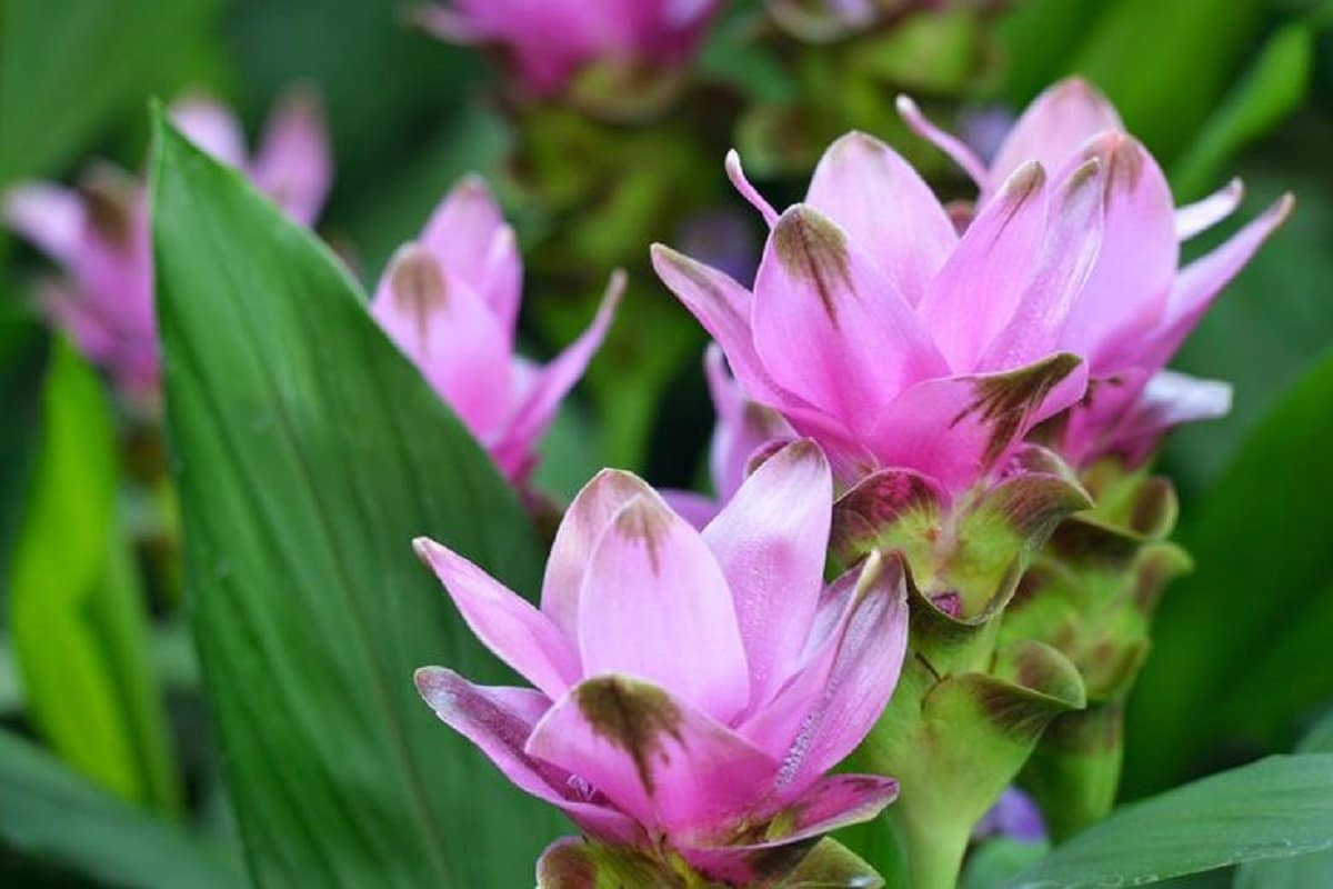 Tato rostlina ve tvaru papouška promění váš parapet v tropický ráj.