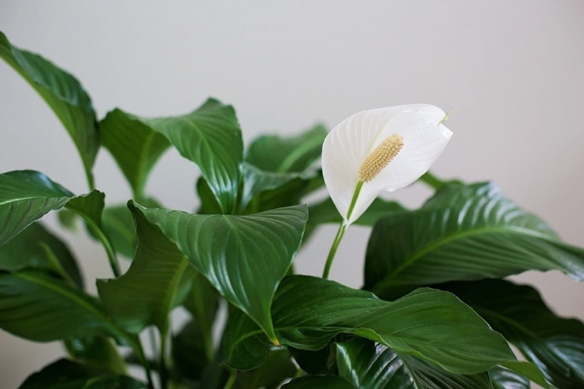 Spathiphyllum nekvete? Možná je to kvůli jedné věci.