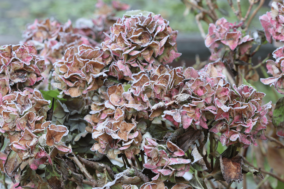 U hortenzií je třeba to udělat v lednu a únoru, jinak keře nepřežijí do jara 2026. Mnozí na to zapomínají a výsledkem jsou prázdné stonky místo květů.