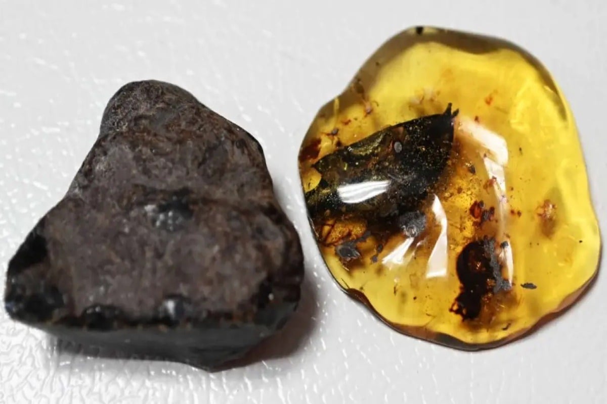 Vědci objevili nový druh stromu, ze kterého se získává jantar.