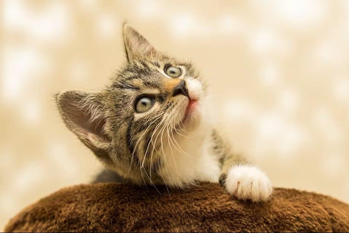 Kočky jsou dokonalá stvoření: evoluční biolog vysvětluje, jak toho dosáhly.