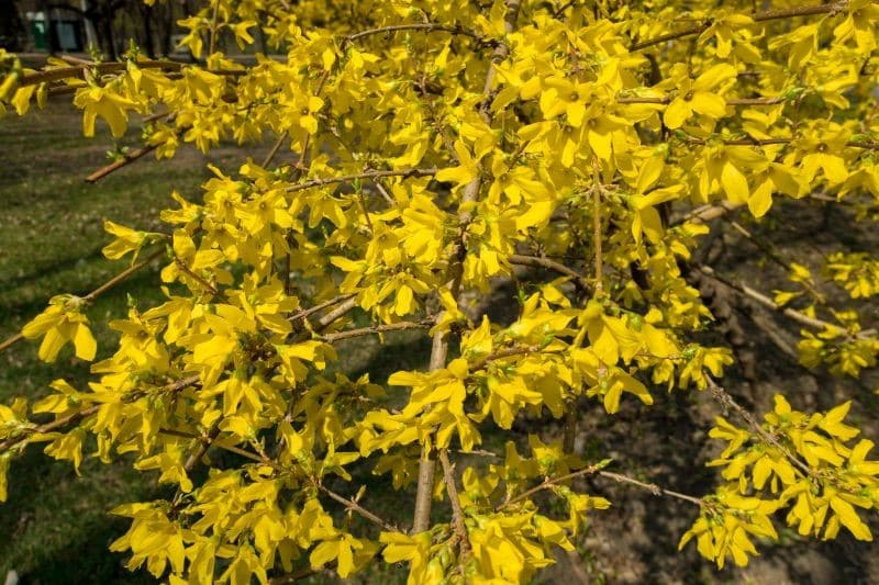 Rozmnožování forzie dřevnatými řízky. Nyní je nejvhodnější doba pro odběr a zakořenění.