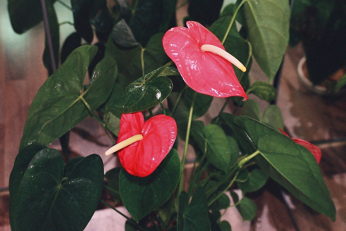 Jak zajistit, aby anthurium kvetlo po celý rok