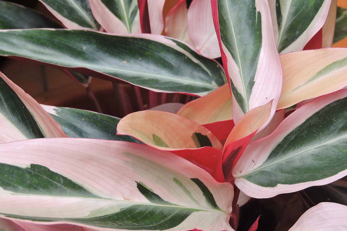 Vypadají, jako by pocházely z jiné planety, a jejich péče je velmi snadná: 10 vzácných a exotických rostlin, které ozdobí váš domov a překvapí všechny.