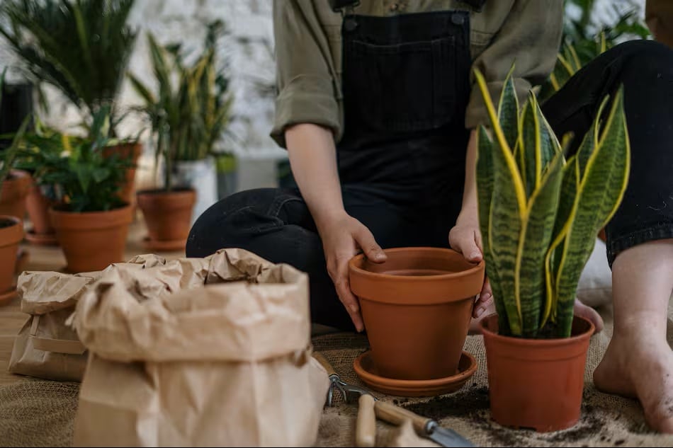 Více zeleně doma: 3 nenáročné pokojové rostliny, ideální pro ty, kteří mají málo času a zkušeností.