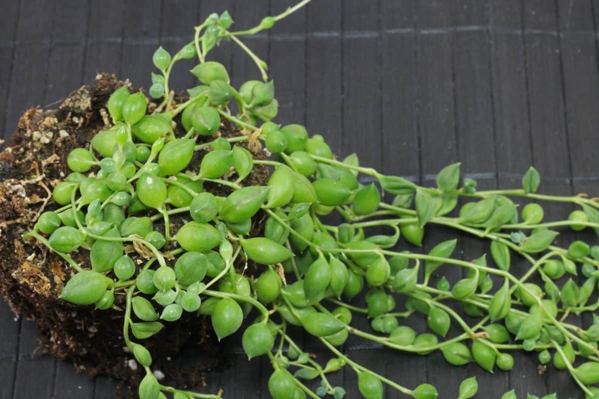 Tyto rostliny připomínají delfíny a srdce: zelený fenomén, který si podmanil domácnosti.