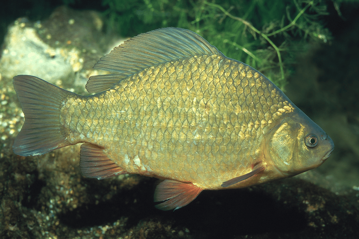 Tato ryba může žít bez kyslíku několik měsíců: jak to dokáže?