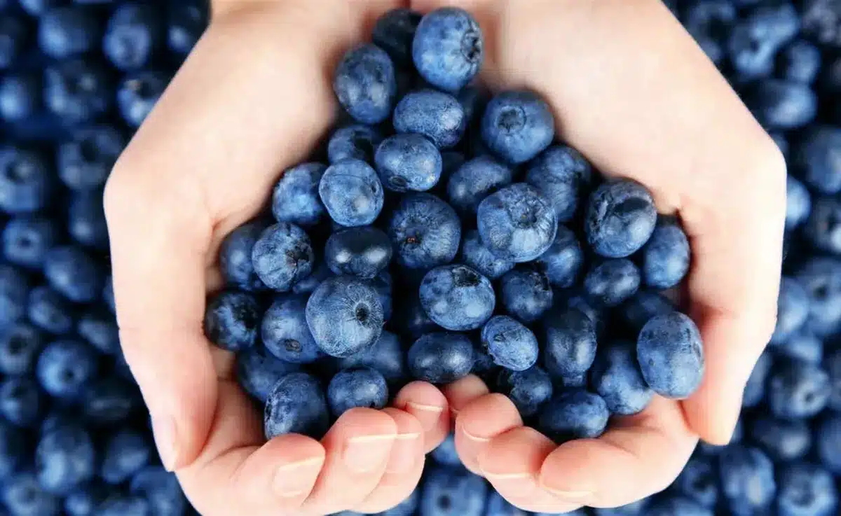 Borůvky mají mnoho prospěšných vlastností a jsou skvělým pomocníkem při ochraně srdce.