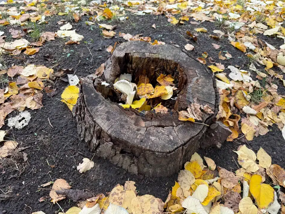 Nekopejte, nespalujte, neznečišťujte půdu. Takto zahradníci likvidují pařezy.