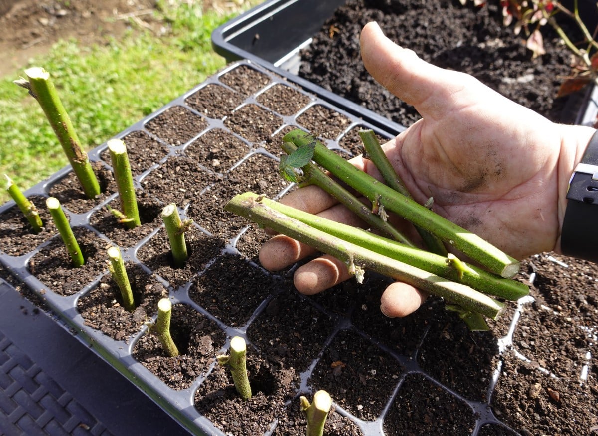 Rozmnožování forzie dřevnatými řízky. Nyní je nejvhodnější doba pro odběr a zakořenění.