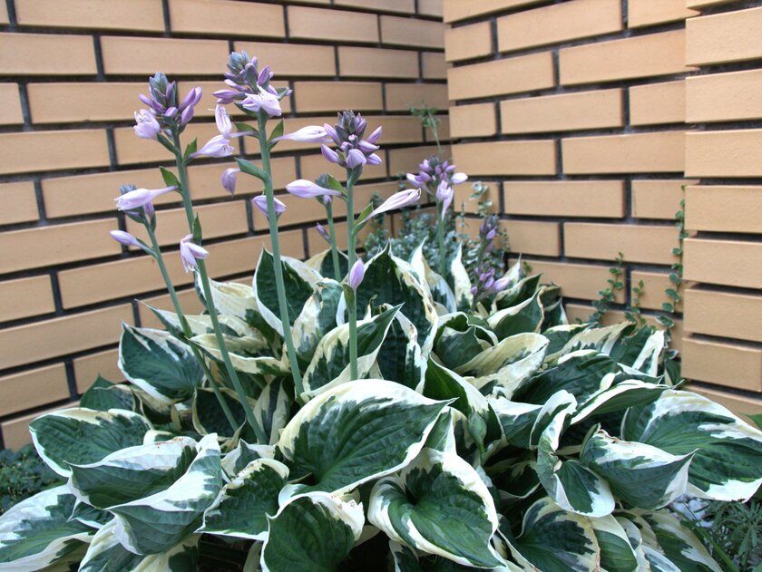 Zasaďte je jednou a zapomeňte na překopávání. Tyto trvalky kvetou po celá léta a jsou odolné vůči mrazu.