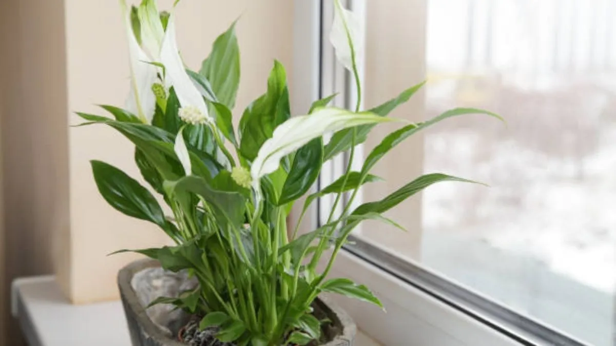 Toto je místo ve vašem domě, kde byste měli mít rostlinu „spa lilie“, aby vám přinesla štěstí a bohatství.