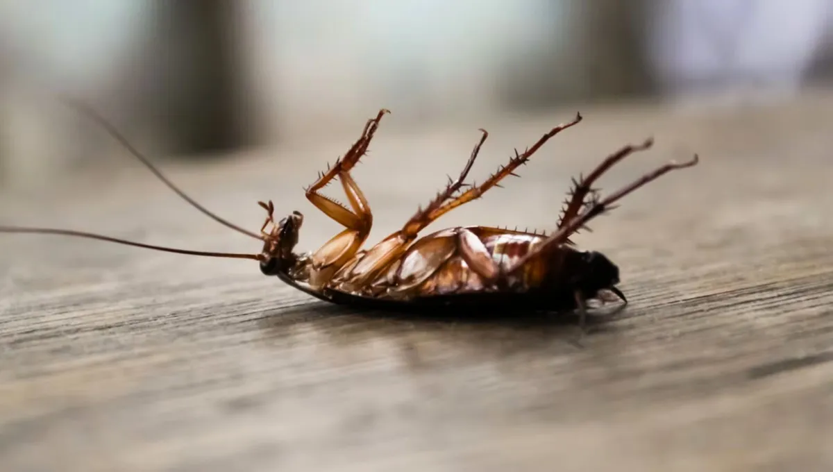 Jak použít směs jedlé sody a cukru k hubení švábů: účinný domácí prostředek k jejich odpuzování