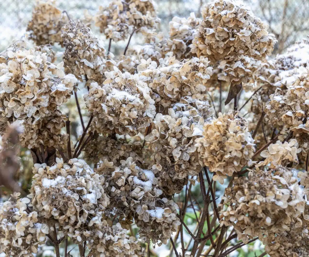 U hortenzií je třeba to udělat v lednu a únoru, jinak keře nepřežijí do jara 2026. Mnozí na to zapomínají a výsledkem jsou prázdné stonky místo květů.