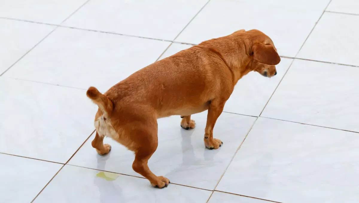 Jak vyrobit domácí repelent, aby váš pes nečural v domě