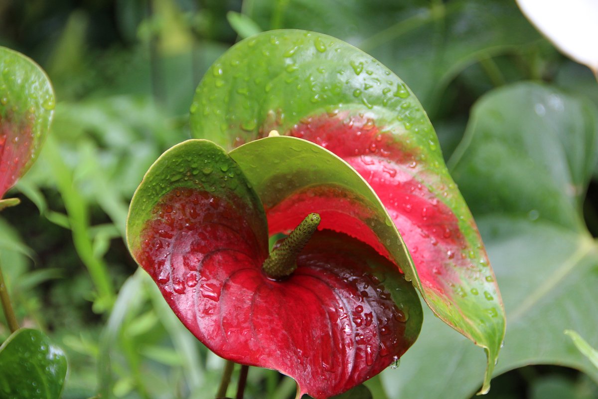 Jak zajistit, aby anthurium kvetlo po celý rok