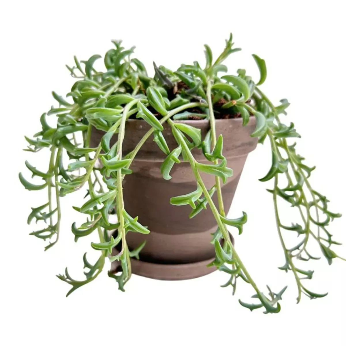 Tyto rostliny připomínají delfíny a srdce: zelený fenomén, který si podmanil domácnosti.