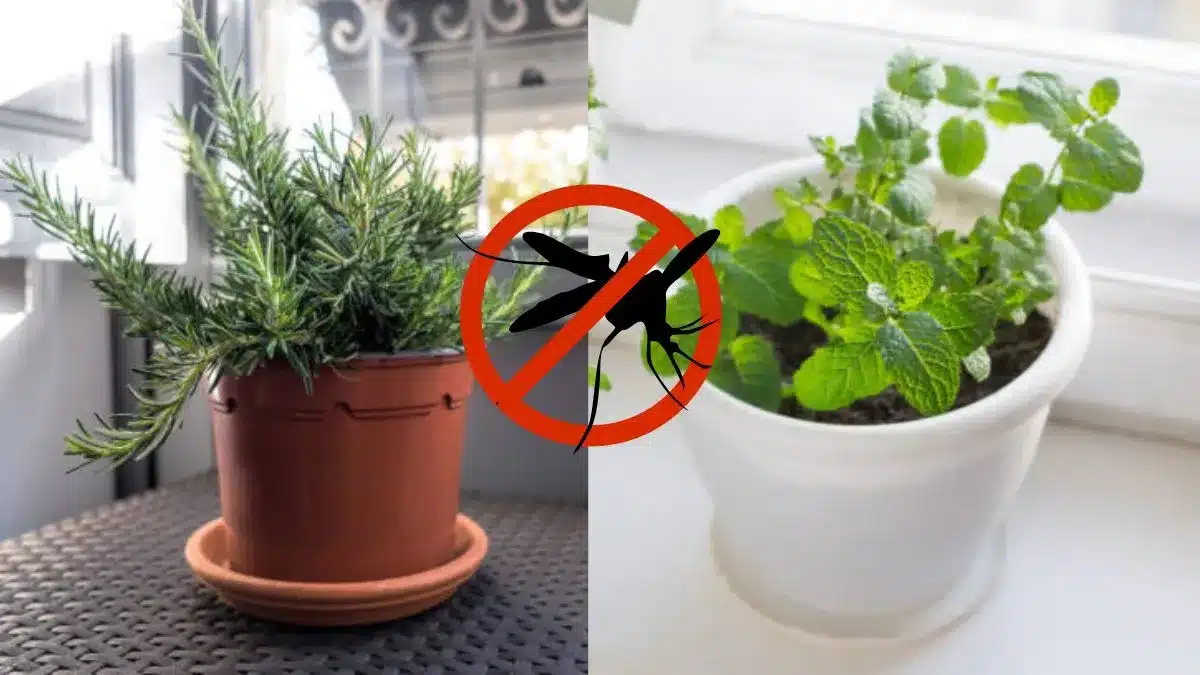 Lepší než máta a rozmarýn: 3 rostliny, které by měly stát na parapetu, aby odpuzovaly komáry.