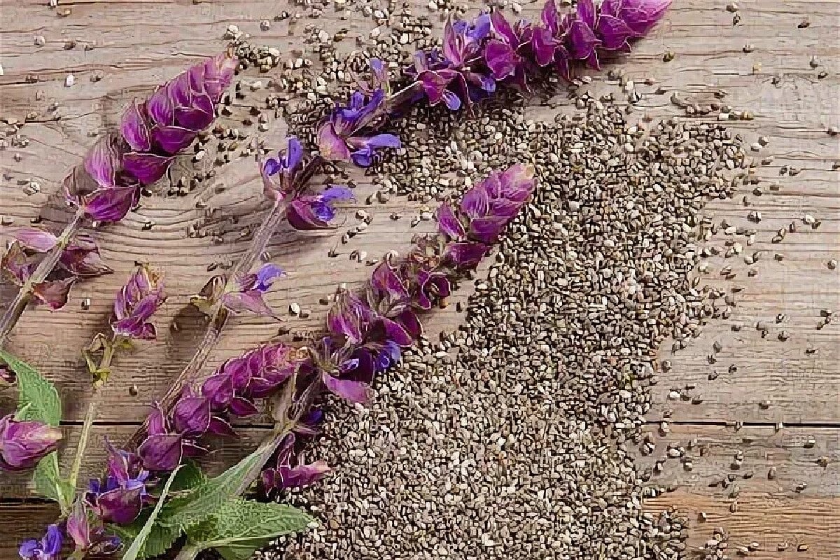 Chléb s chia semínky na pánvi: jednoduchý a rychlý recept. Jak ho připravit bez trouby a mouky.