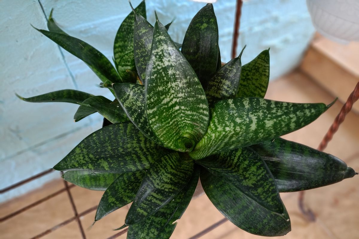 Jak stimulovat růst nových výhonků u sansevierie