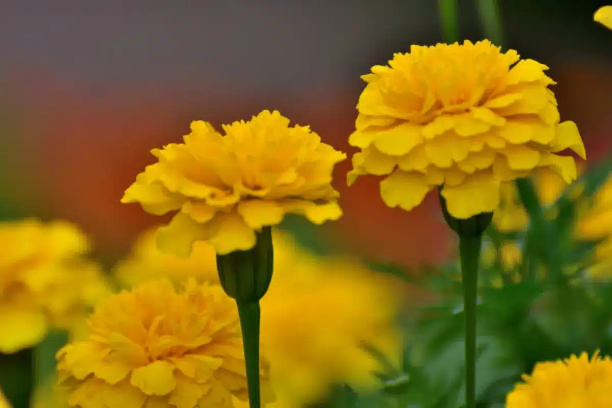 Lepší než máta a rozmarýn: 3 rostliny, které by měly stát na parapetu, aby odpuzovaly komáry.